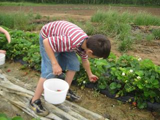 strawberries-bria-flower-005